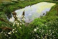 A small overgrown pond, chamomile and clover Royalty Free Stock Photo