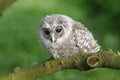 Small owl Royalty Free Stock Photo