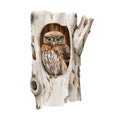 Small owl in hollow of a tree. Watercolor illustration. Pigmy owl hides in a hollow tree trunk. Natural wildlife scene