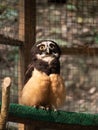 Small owl with its large, round eyes perched on a tree branch in a cage. Royalty Free Stock Photo
