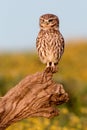 Small owl in the nature Royalty Free Stock Photo