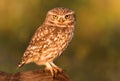 Small owl in the nature Royalty Free Stock Photo