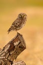 Small owl in the nature Royalty Free Stock Photo