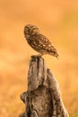 Small owl in the nature Royalty Free Stock Photo