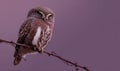 A small owl is perched on a branch Royalty Free Stock Photo