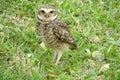 Small Owl Royalty Free Stock Photo