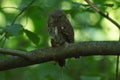 Small owl sitting on tree branch with mouse in claws Royalty Free Stock Photo