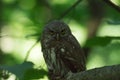 Small owl sitting on tree branch with mouse in claws Royalty Free Stock Photo