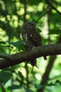 Small owl sitting on tree branch with mouse in claws Royalty Free Stock Photo