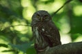 Small owl sitting on tree branch with mouse in claws Royalty Free Stock Photo