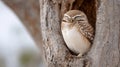A small owl is sleeping in a tree Royalty Free Stock Photo