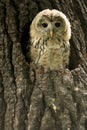 Small owlet in a nest
