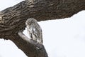 Sleeping Pearl Spotted Owlet