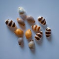 Small Pacific Shell Collection Royalty Free Stock Photo