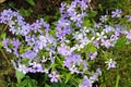 Small pale blue florets like a little butterflies.