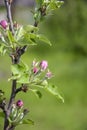 Small pale pink buds on blooming apple tree in spring garden on blurred background of green grass. Columnar fruit trees. Close-up Royalty Free Stock Photo