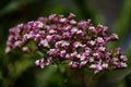 Small pale pink flowers of tall bush of Limonium