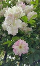 Small pale pink and white roses