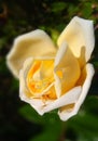 Small pale yellow rose