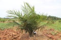 Small Palm cultivation