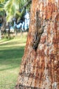 Palm squirrel with a striped back hangs upside down on a tree and eats a nut Royalty Free Stock Photo