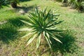 Small palm tree on a background of green lawn, top view Royalty Free Stock Photo