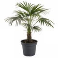 A small palm tree in a black plastic pot Royalty Free Stock Photo