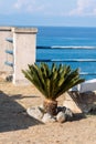 Small palm tree on calabria seaside. Sunny day