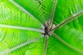 Small palm tree on close up view Royalty Free Stock Photo