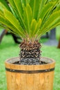Small palm tree