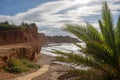 Small palm tree in the cove sa caleta of Ibiza Royalty Free Stock Photo