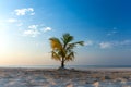 Small palm tree on an empty white sandy beach. Royalty Free Stock Photo