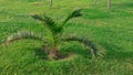A small palm tree in the city park Royalty Free Stock Photo