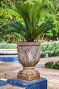 The small palm tree in the pot in the city garden Royalty Free Stock Photo