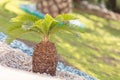 Small palm tree with rocks in hotel resort Royalty Free Stock Photo