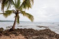 Small palm tree in rocky beach Royalty Free Stock Photo