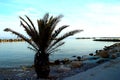 Small palm tree on a rocky beach near the Adriatic sea in Pedaso Royalty Free Stock Photo