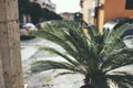 Small palm tree seen from close up Royalty Free Stock Photo