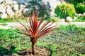 Small palm tree with sharp brown leaves while watering