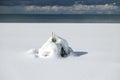 Small palm tree at the snow cowered beach Royalty Free Stock Photo