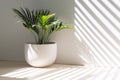 A small palm tree thriving in a sleek white pot against a wall backdrop