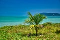 Small palm tree under the blue sky on the shores of the sandy beautiful exotic and stunning Cenang beach in Langkawi island Royalty Free Stock Photo
