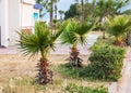 Small palm tree Royalty Free Stock Photo