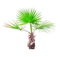 Small palm tree on white Royalty Free Stock Photo