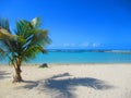 A small palm tree on the white sand beach in front of the heavenly turquoise sea