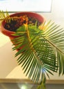 A small palm tree on the window, illuminated by a sunbeam.