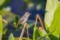 Palm Warbler Perched On Foliage