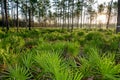 Small palms in the undergrowth among the conifers in the Louisiana swamps Royalty Free Stock Photo