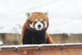 Small Panda red Panda. Royalty Free Stock Photo