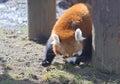Small Panda (red Panda) Royalty Free Stock Photo